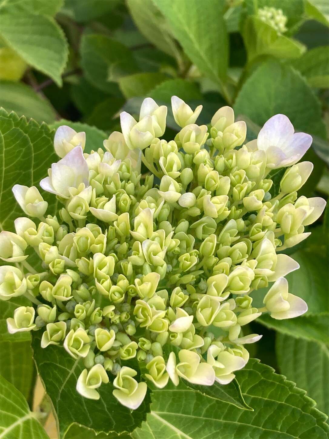 f:id:moomoon6355:20240518145043j:image f:id:moomoon6355:20240518145043j:image