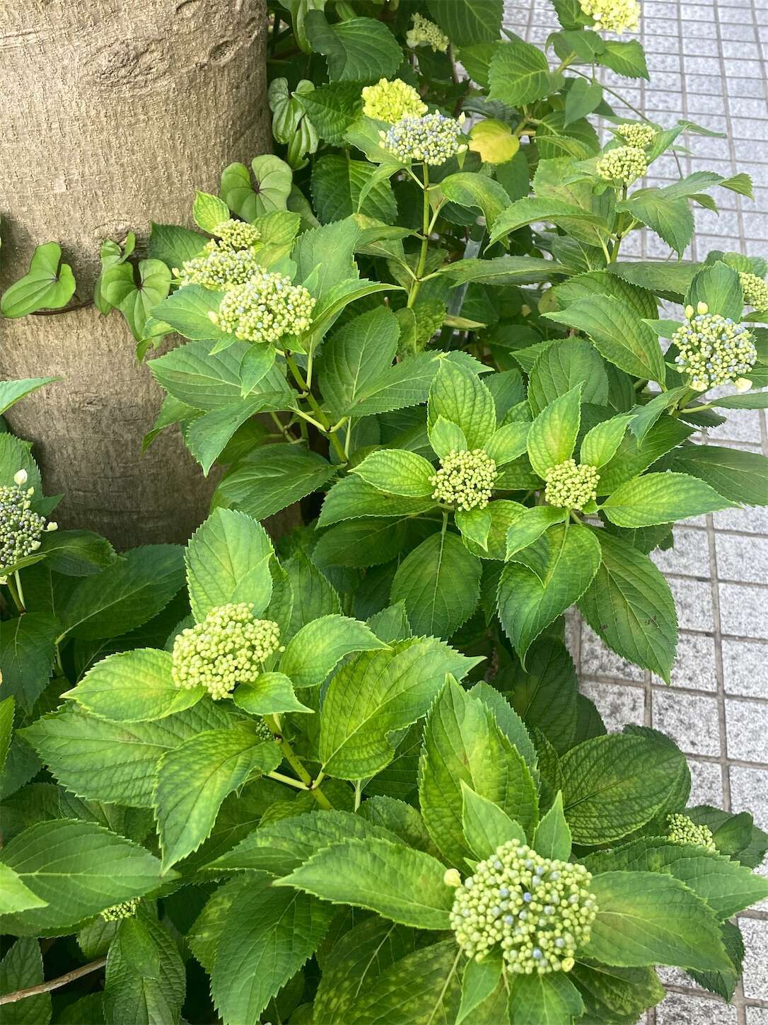 f:id:moomoon6355:20240518145047j:image f:id:moomoon6355:20240518145047j:image