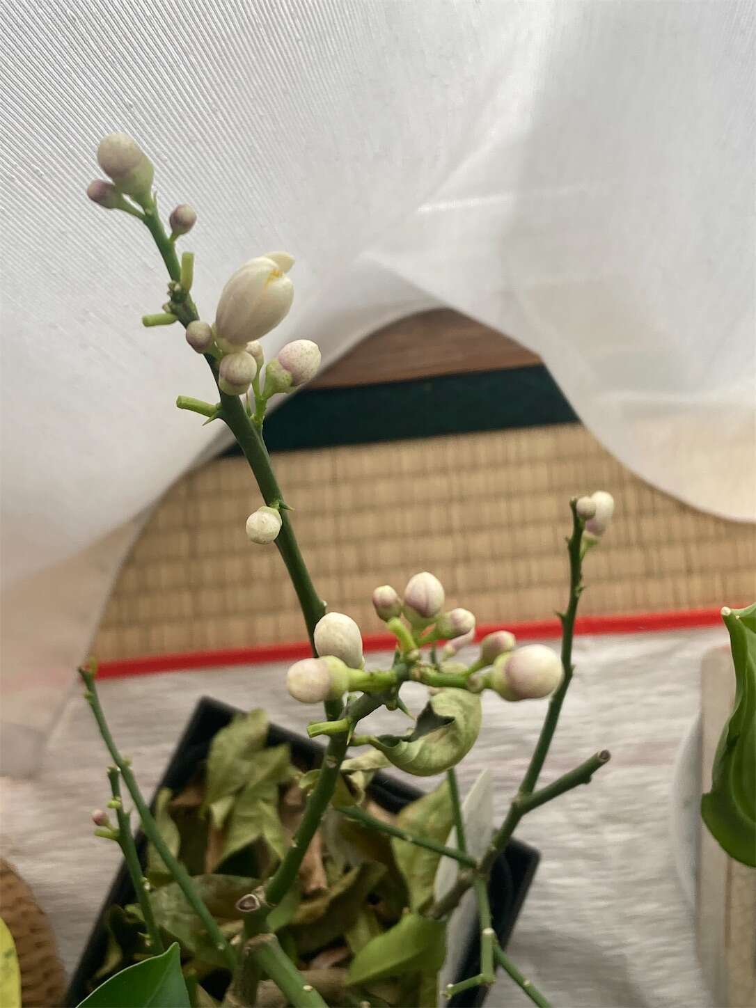 f:id:moomoon6355:20240518150525j:image f:id:moomoon6355:20240518150525j:image