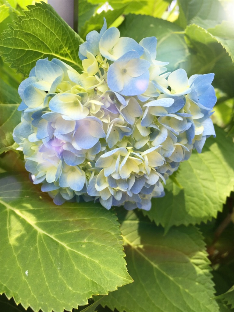 f:id:moon-river-eternity0315:20180613215743j:image