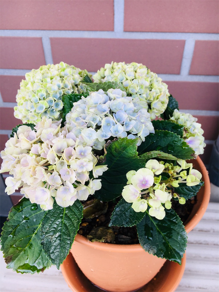 癒しの時間 ベランダにお花 紫陽花の植え替え 幸せ 快適な生活を目指すブログ