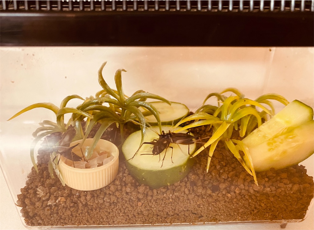 f:id:moon-river-eternity0315:20210813231346j:image