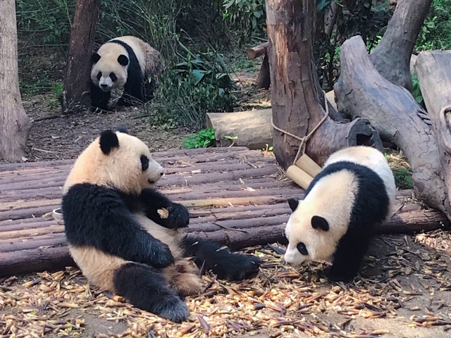 f:id:moonbow5:20190414153848j:plain f:id:moonbow5:20190414153848j:plain