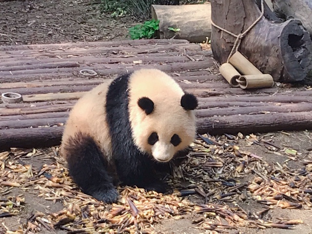 f:id:moonbow5:20190414153938j:plain f:id:moonbow5:20190414153938j:plain
