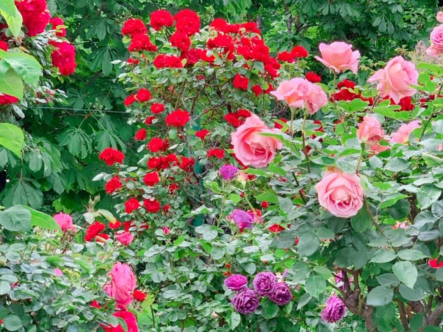 f:id:moonbow5:20190610135916j:plain