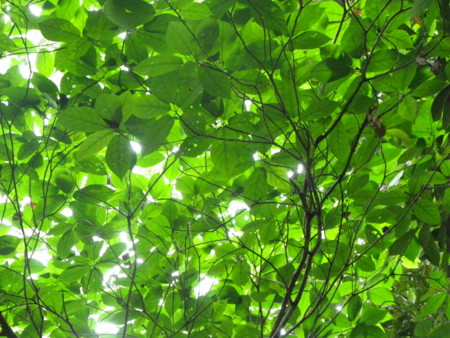 f:id:moonbrooch:20091101105130j:image