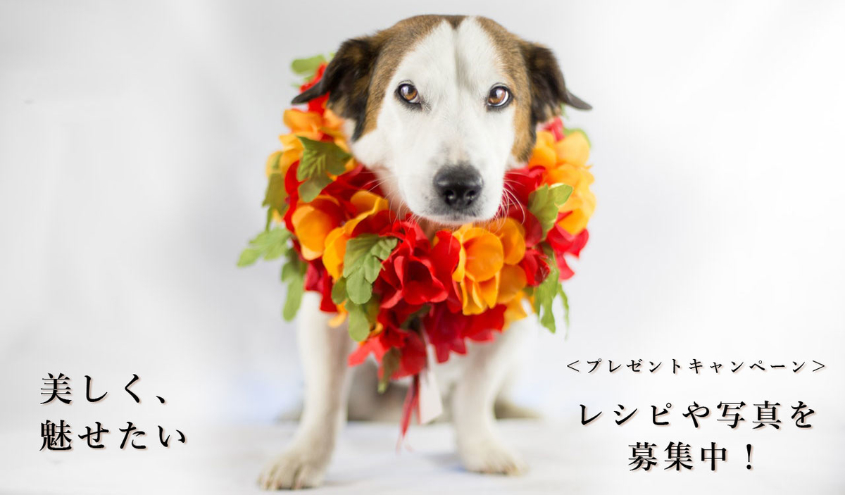 f:id:moonda:20190604161902j:plain