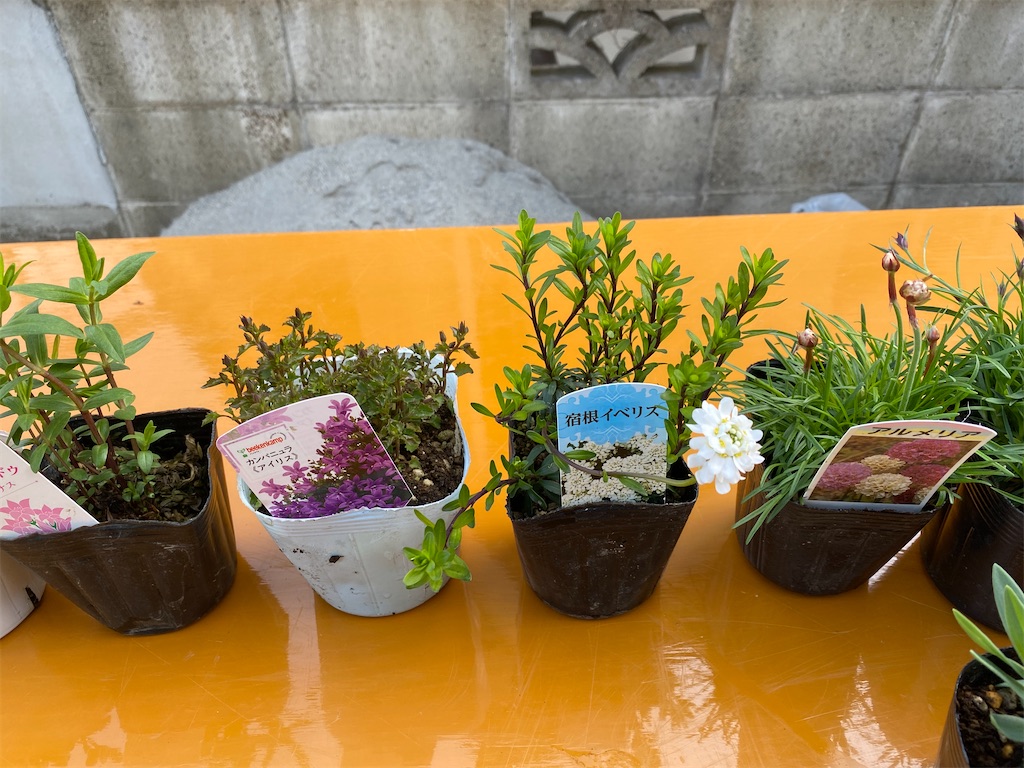 花壇その後 Matsufumiのブログ