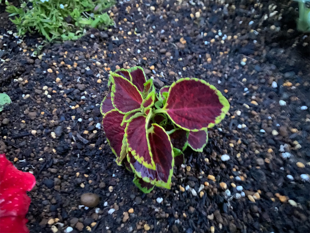 花壇その後 Matsufumiのブログ