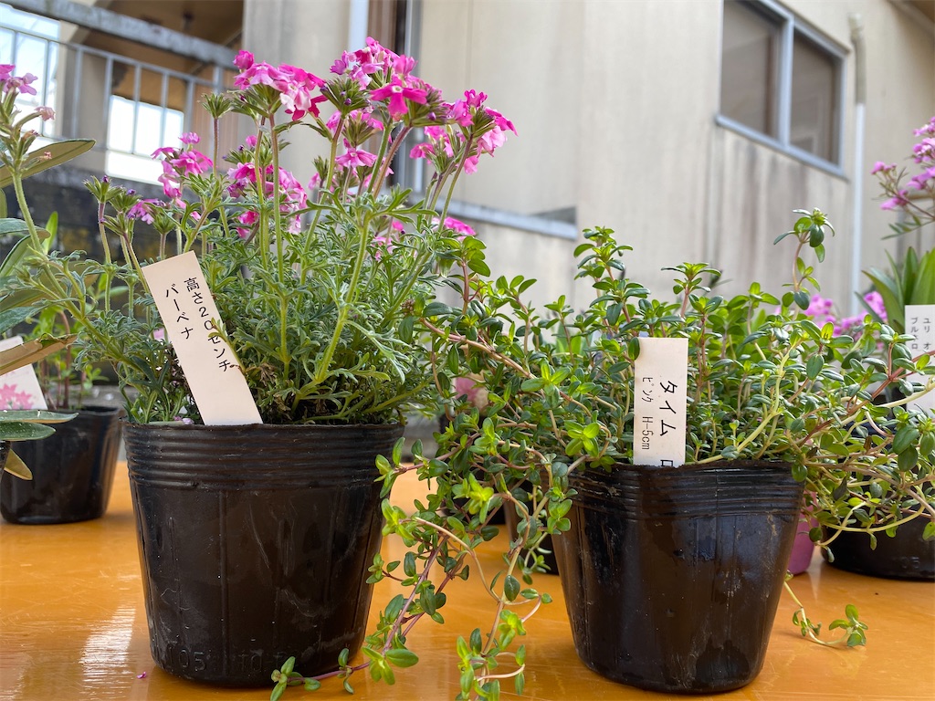 花壇その後 Matsufumiのブログ