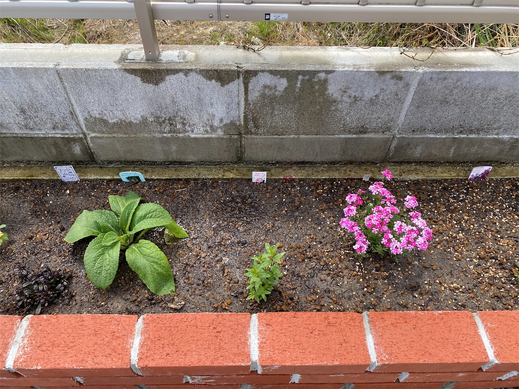 花壇その後 Matsufumiのブログ