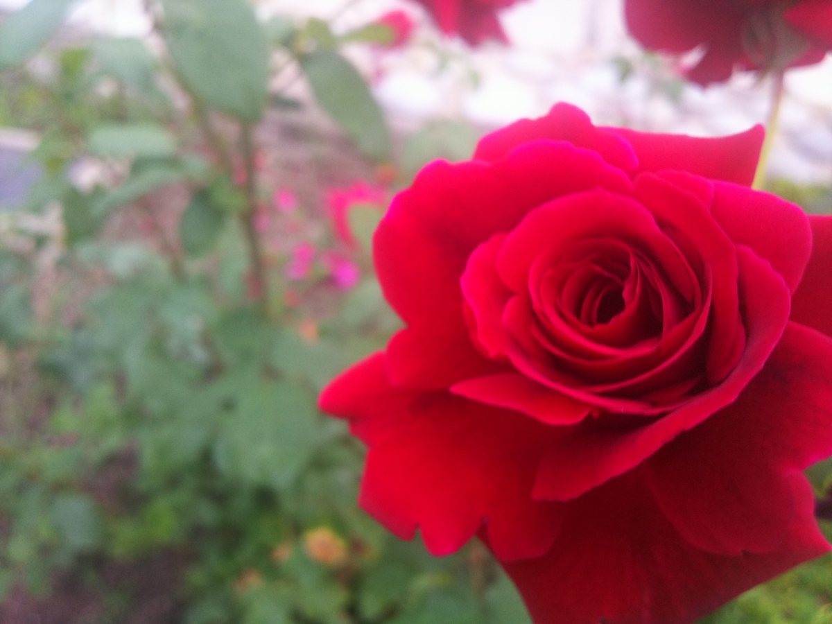 f:id:moonlight7777:20200524194804j:plain f:id:moonlight7777:20200524194804j:plain