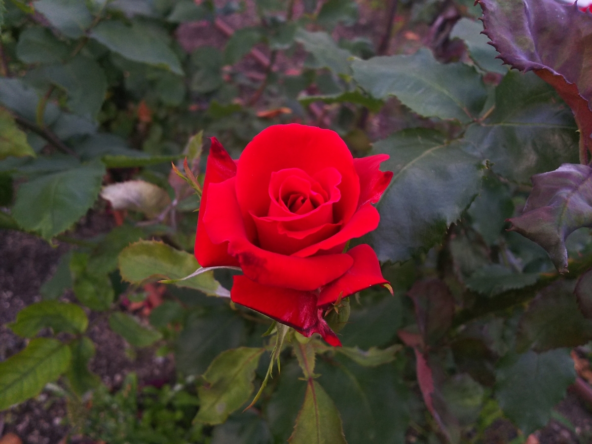 f:id:moonlight7777:20200525232258j:plain f:id:moonlight7777:20200525232258j:plain