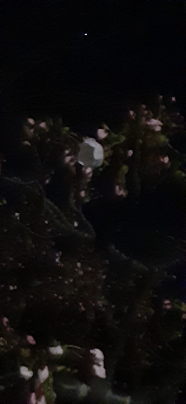 f:id:moonmond:20220406005102j:image f:id:moonmond:20220406005102j:image