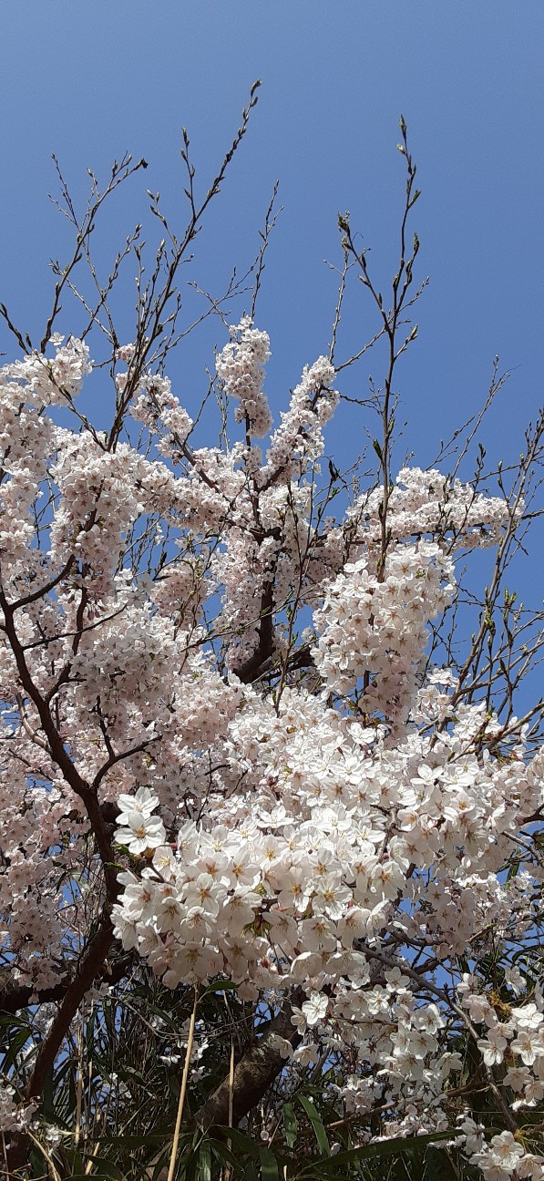 f:id:moonmond:20220410220948j:image f:id:moonmond:20220410220948j:image