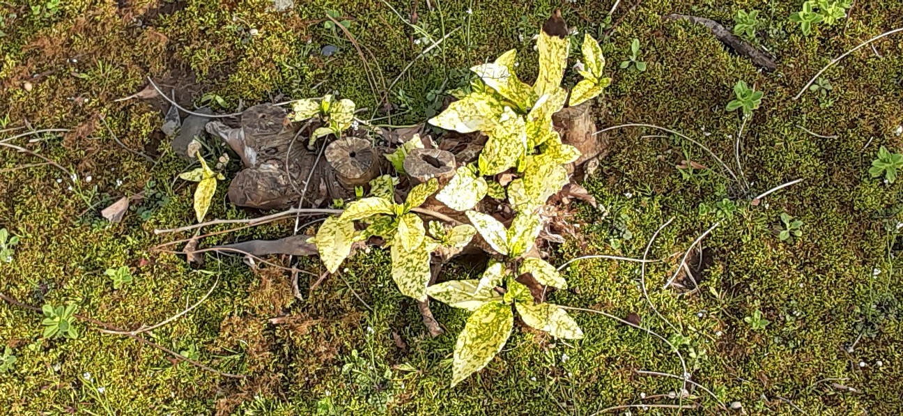 f:id:moonmond:20220410221810j:image f:id:moonmond:20220410221810j:image