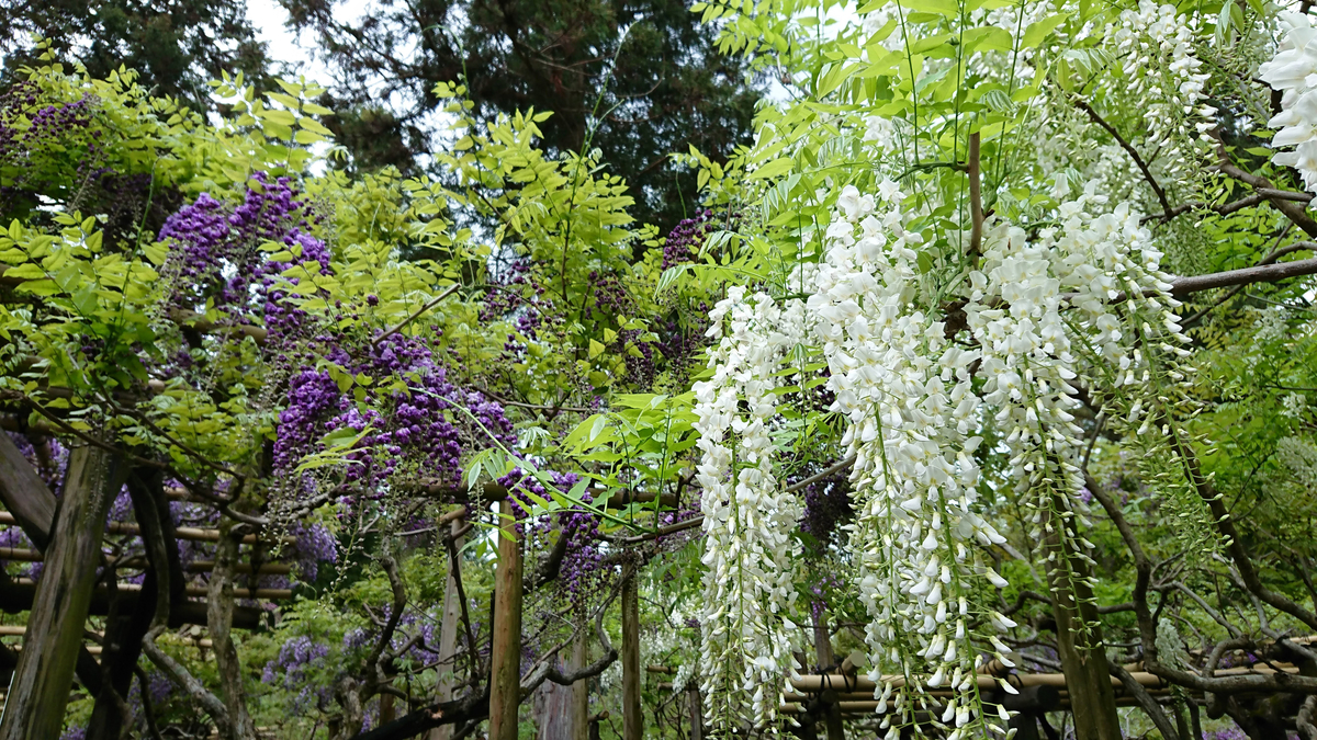 萬葉植物園の藤の花は品種によって花の色が異なり、色の対比が美しい