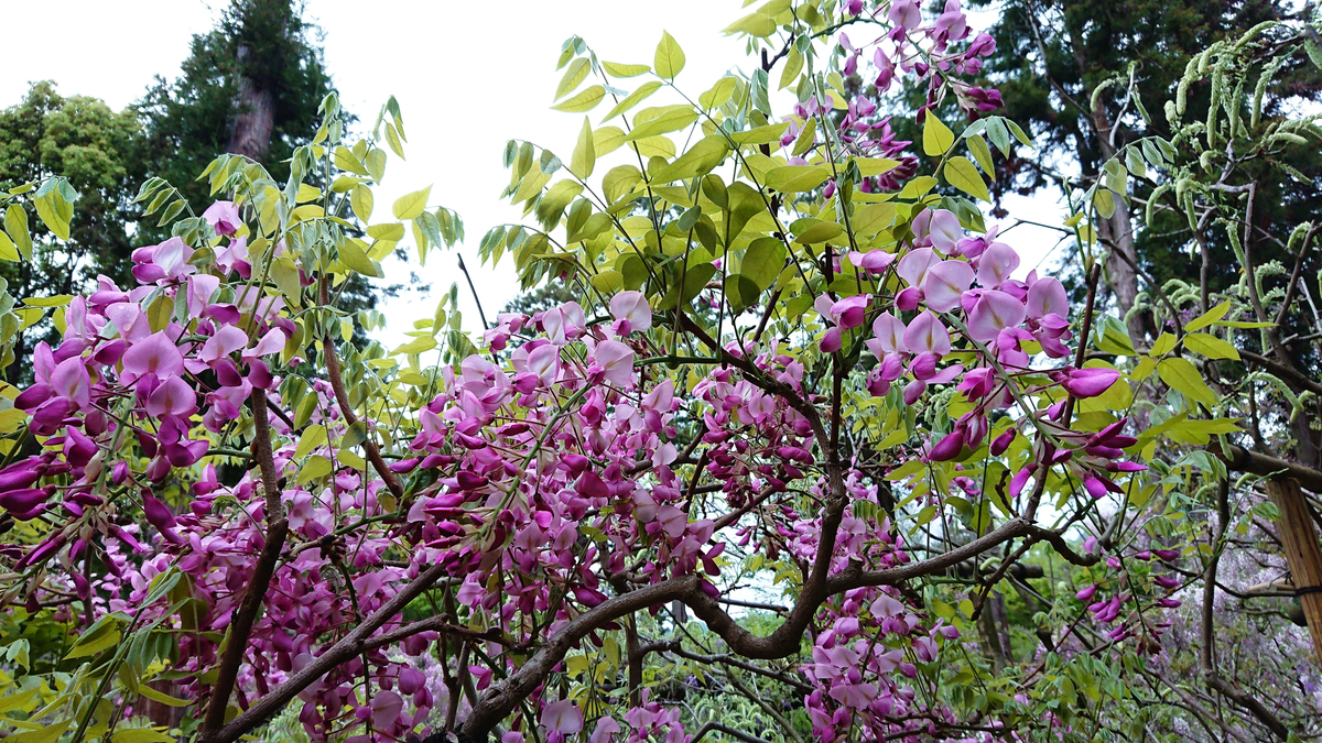 萬葉植物園の藤も見ごろまであと少し