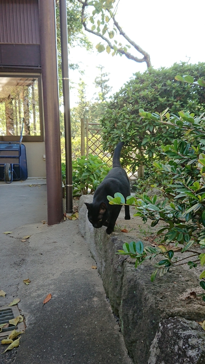 大宰府天満宮で見かけた黒猫