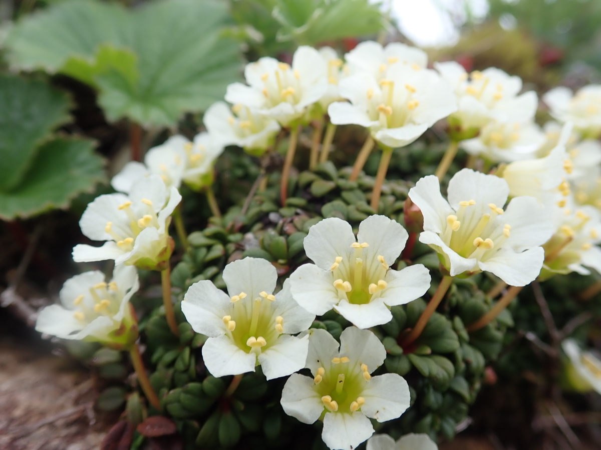 f:id:moontopaz:20210806204758j:plain