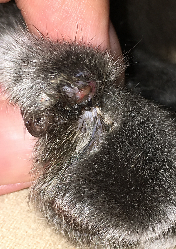 f:id:moonty:20181108000551p:plain