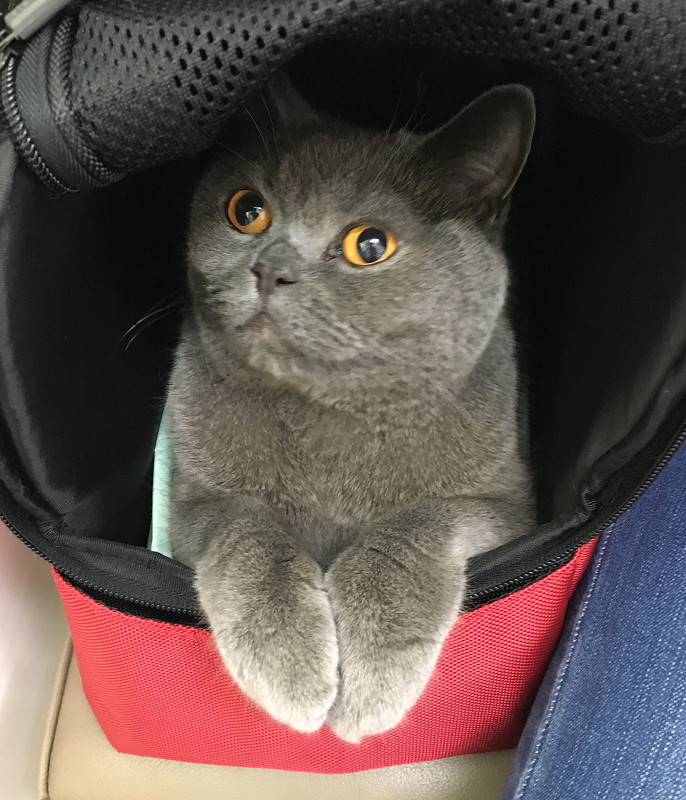 f:id:moonty:20181108000923p:plain