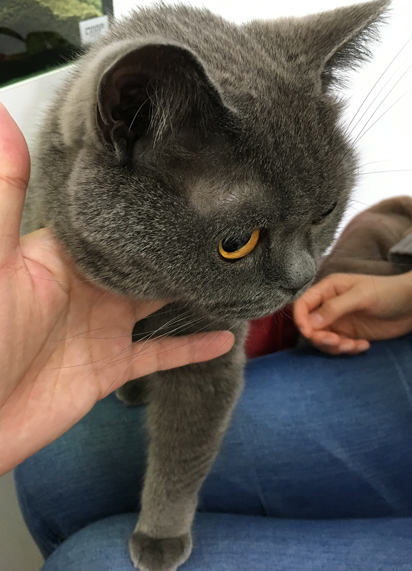 f:id:moonty:20181108000933p:plain