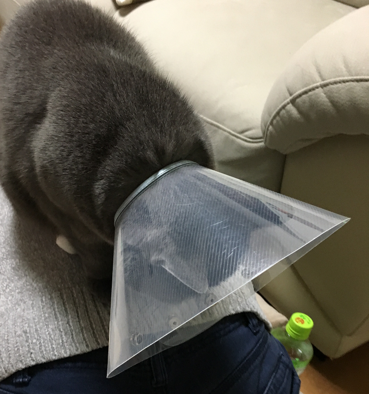 f:id:moonty:20181108001613p:plain