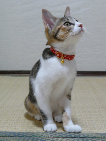 f:id:moop:20111112134202j:image