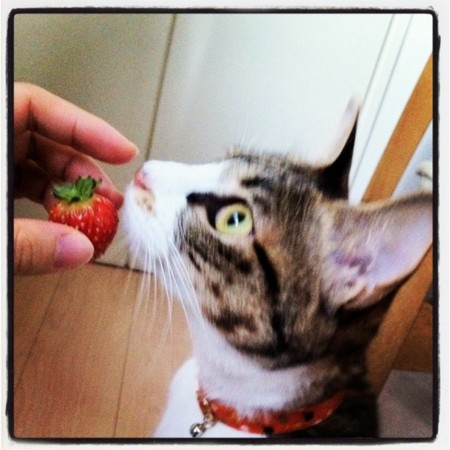 f:id:moop:20111115153517j:image