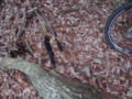 20120309070310