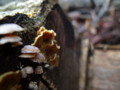 20120324074851