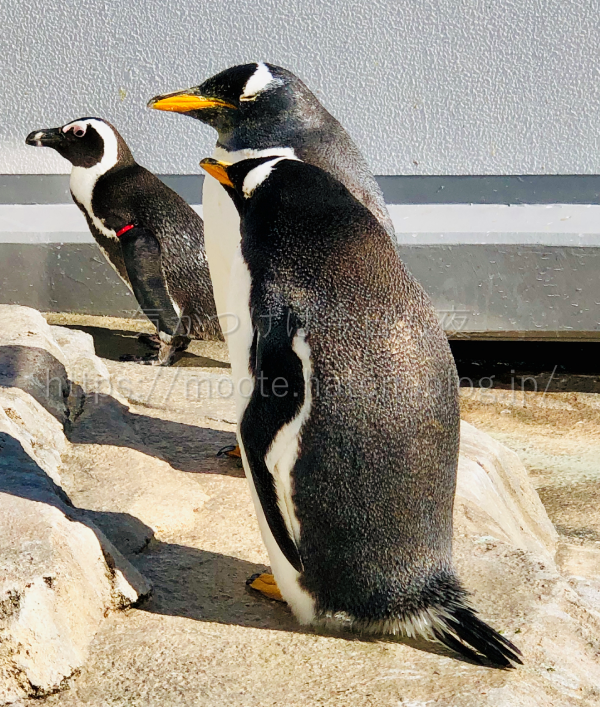 ジェンツーペンギン@仙台うみの杜水族館
