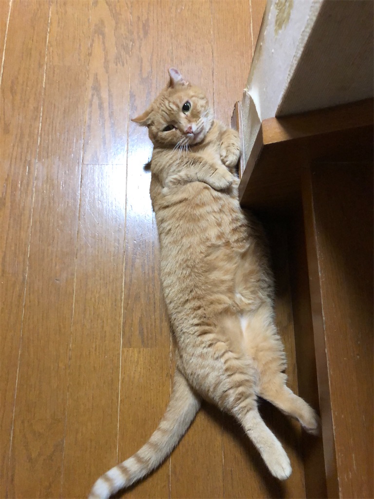 f:id:mootymama:20220917001732j:image f:id:mootymama:20220917001732j:image