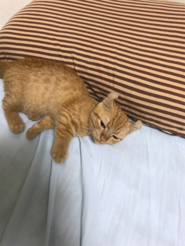 f:id:mootymama:20220920003118j:image f:id:mootymama:20220920003118j:image