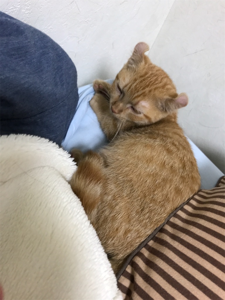 f:id:mootymama:20220920234238j:image f:id:mootymama:20220920234238j:image