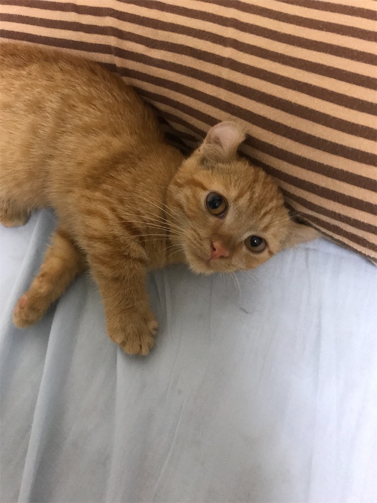 f:id:mootymama:20220929234917j:image f:id:mootymama:20220929234917j:image