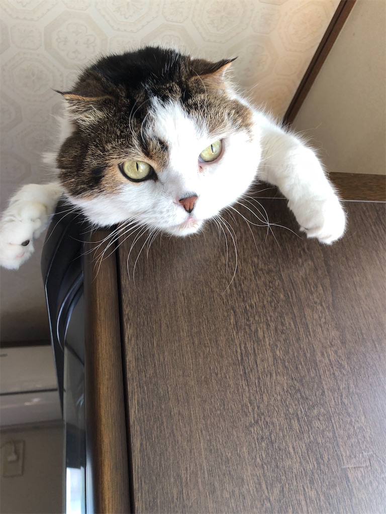 f:id:mootymama:20221002235128j:image f:id:mootymama:20221002235128j:image