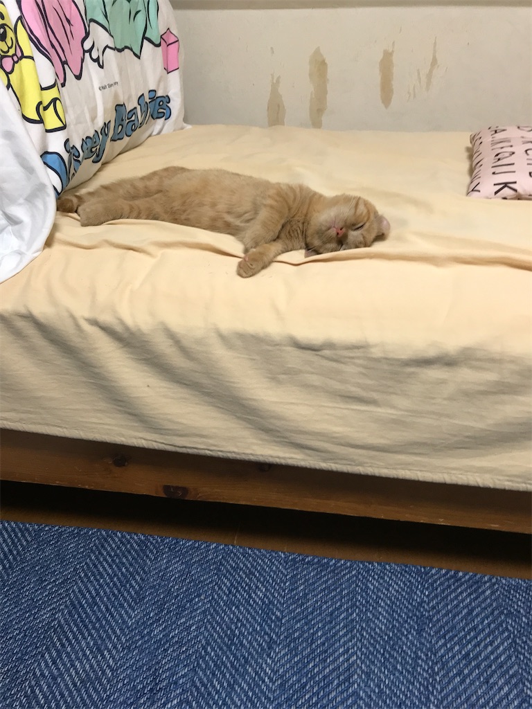 f:id:mootymama:20221012000616j:image