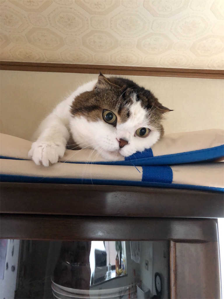 f:id:mootymama:20221012003043j:image