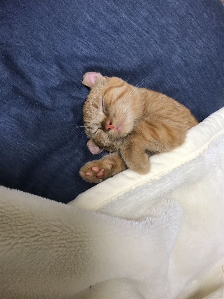 f:id:mootymama:20221025003920j:image