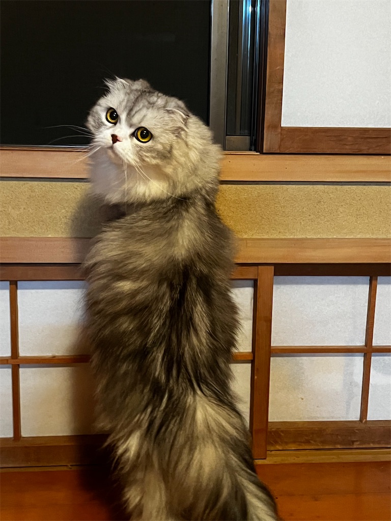 f:id:moppchan:20230906201115j:image f:id:moppchan:20230906201115j:image