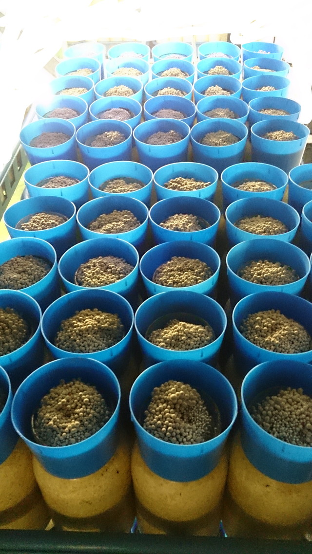 きのこ, 栽培容器, 瓶