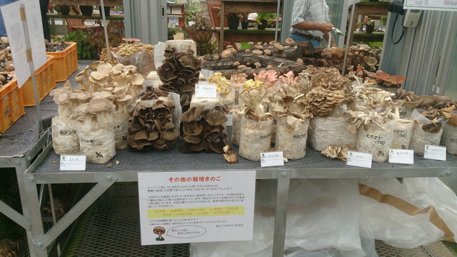 きのこ, 栽培容器, 袋