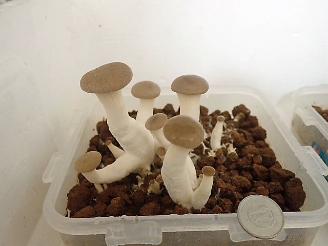 きのこが発生している様子