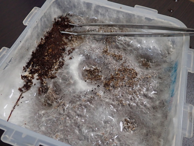 きのこ発生操作、菌掻き