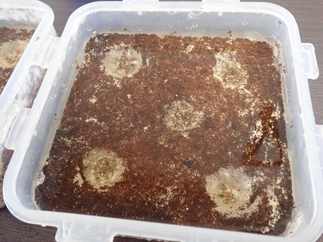 きのこ発生操作、冠水