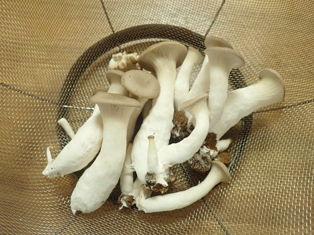 収穫したきのこ
