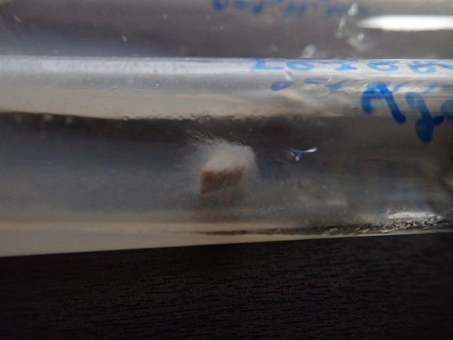 寒天培地上のきのこの欠片から菌糸が生えている