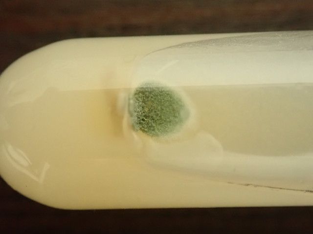 寒天培地に雑菌が生えている